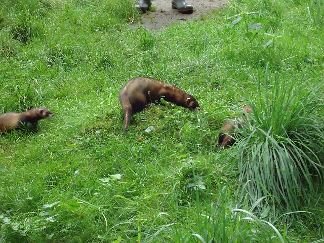 Damenfahrt Otterzentrum 024.jpg